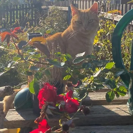 Bauernhof Sal By Interhome