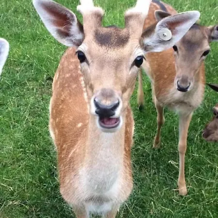 Bauernhof Sal By Interhome Apartment *