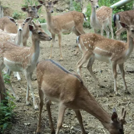 Apartment Bauernhof Sal By Interhome Butschwil