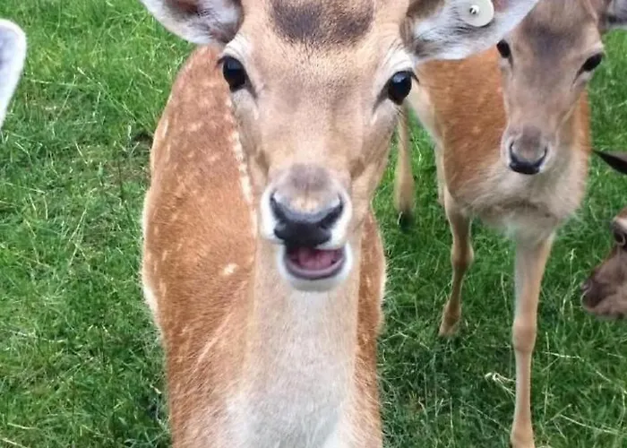 Bauernhof Sal By Interhome 公寓 *