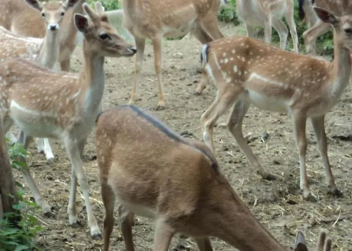 Apartamento Bauernhof Sal By Interhome Bütschwil
