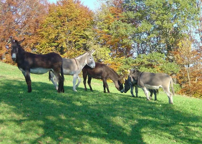 Bauernhof Sal By Interhome Apartamento Bütschwil