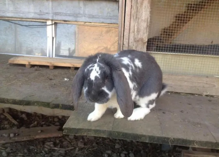 公寓 Bauernhof Sal By Interhome Bütschwil