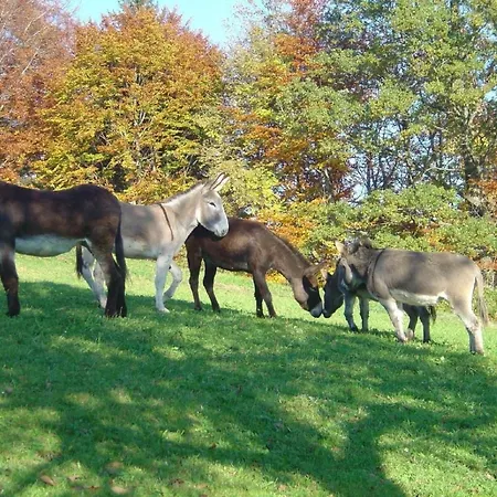 Bauernhof Sal By Interhome Lejlighed Bütschwil