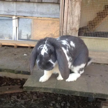 Lejlighed Bauernhof Sal By Interhome Bütschwil