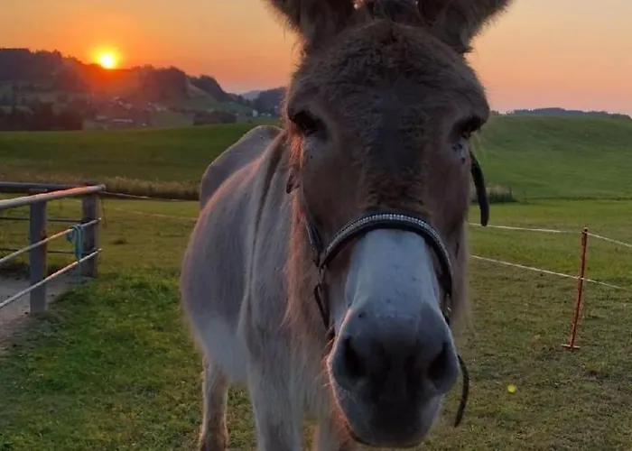 Bauernhof Sal By Interhome Διαμέρισμα *